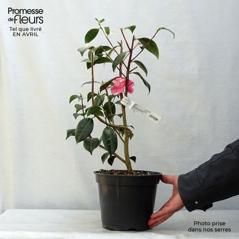 Camellia williamsonii Spring Daze Vaso da 4L/5L esemplare consegnato in primavera