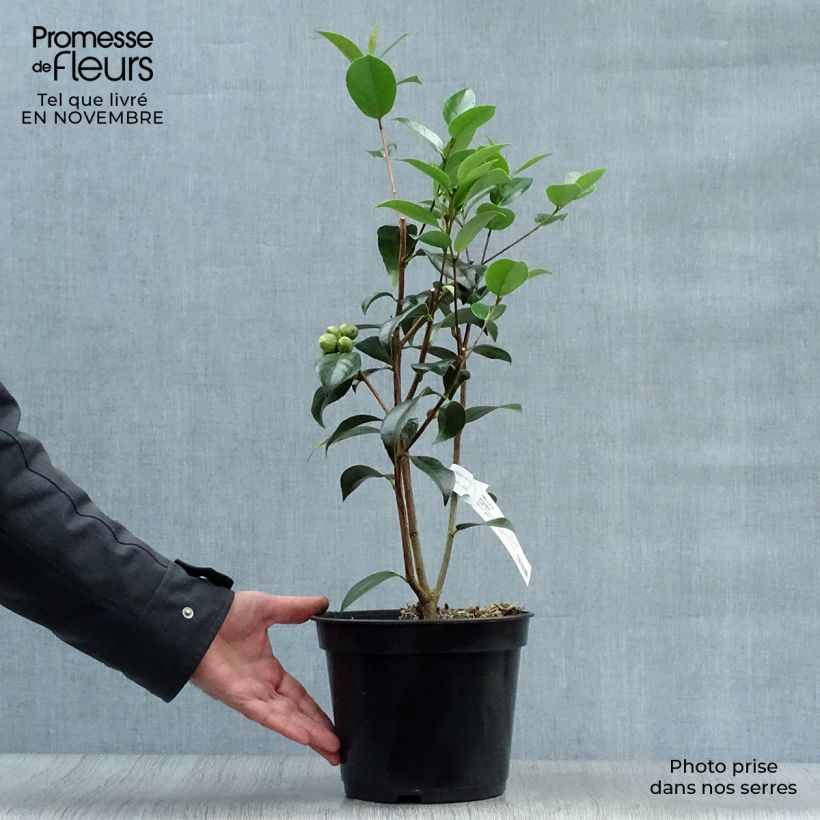 Esemplare di Camellia williamsonii Spring Daze Vaso da 4L/5L come consegnato in autunno