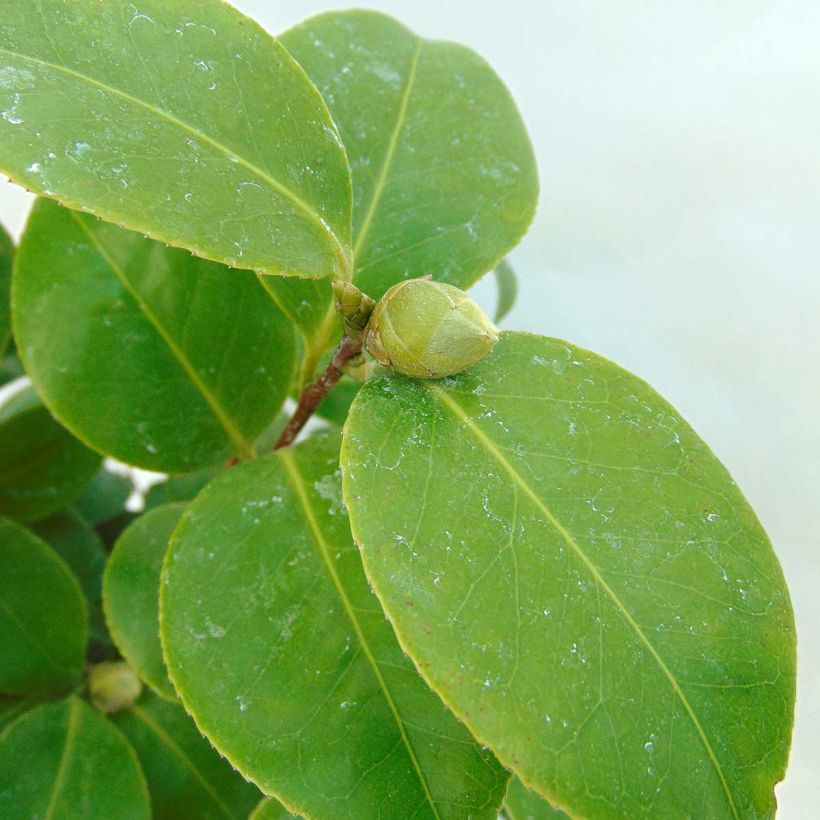 Camellia Tom Pouce (Foliage)