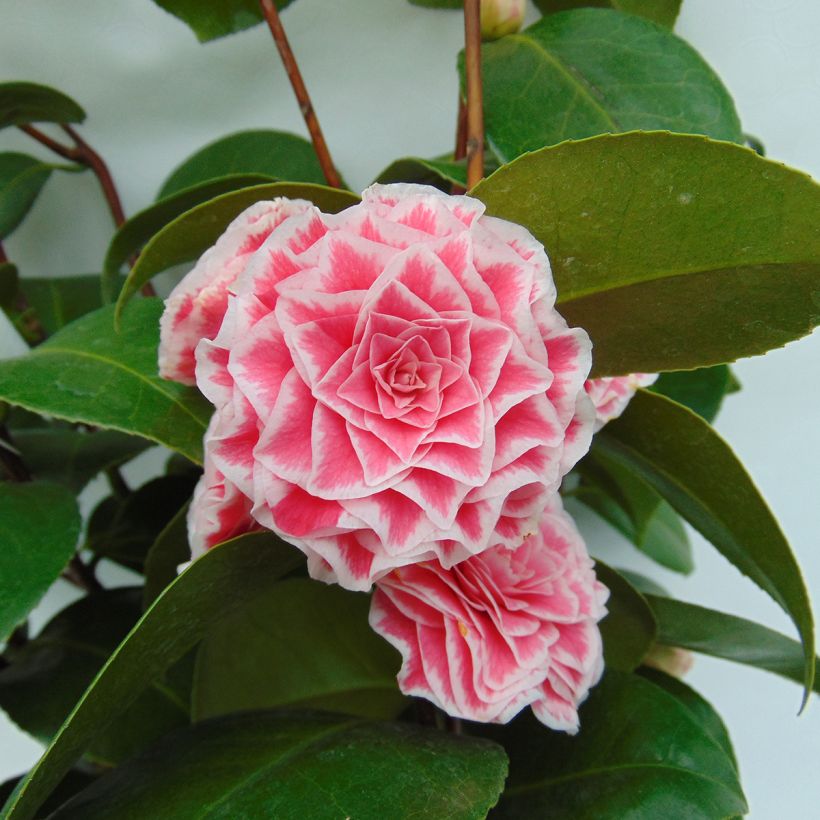 Camellia Tom Pouce (Flowering)