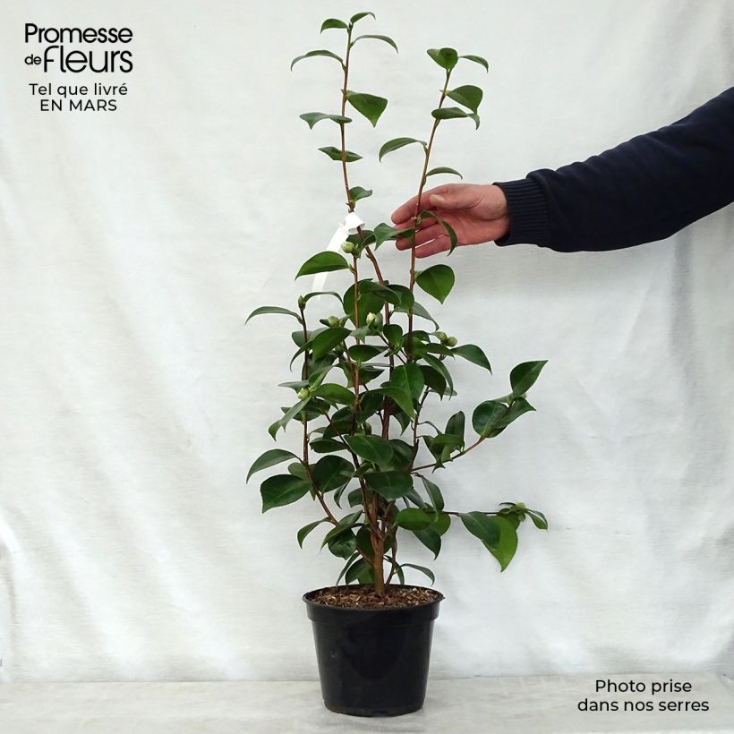 Example of Camellia Tom Pouce Vaso da 4L/5L as you get in printemps
