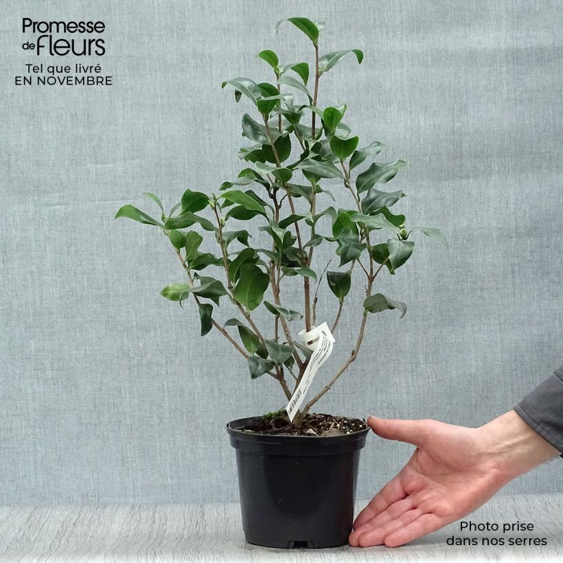 Esemplare di Camellia japonica Jury's Yellow Vaso da 1,5L/2L come consegnato in autunno