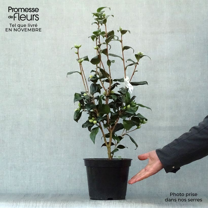 Esemplare di Camellia japonica Jury's Yellow Vaso da 3L/4L come consegnato in autunno