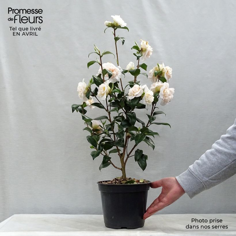Example of Camellia japonica Jury's Yellow Vaso da 3L/4L as you get in printemps