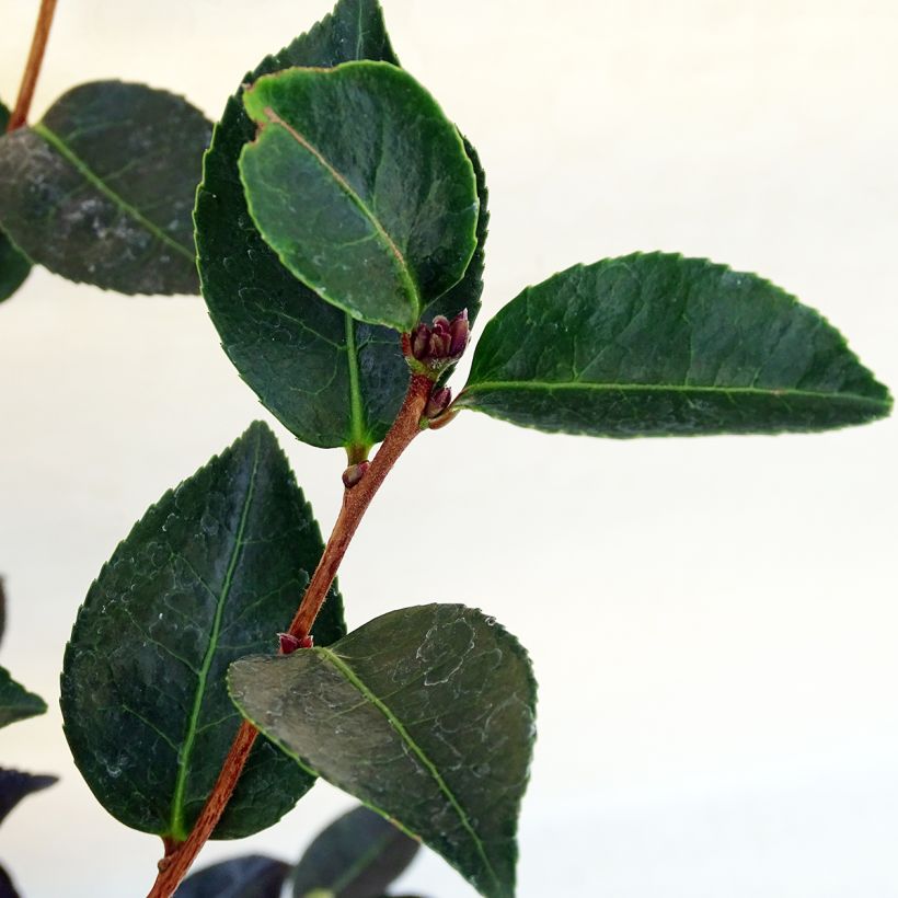 Camellia sasanqua Narumi Gaita (Fogliame)