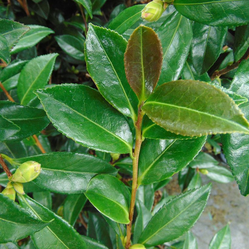 Camellia sasanqua Early Pearly (Fogliame)