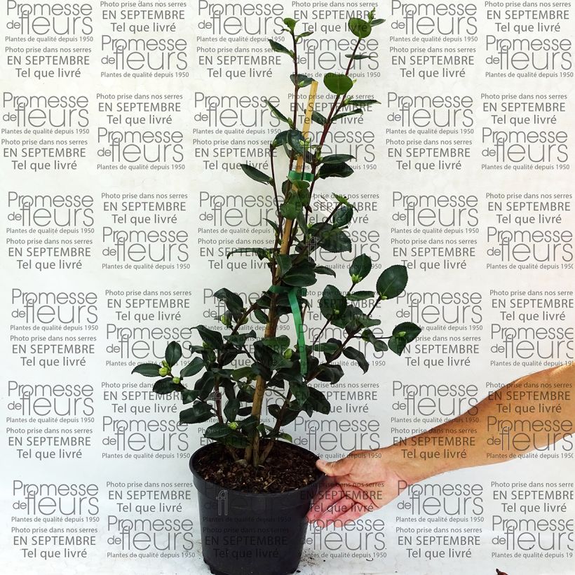 Esempio di esemplare Camellia sasanqua Sekiyo Vaso da 4L/5L come consegnato