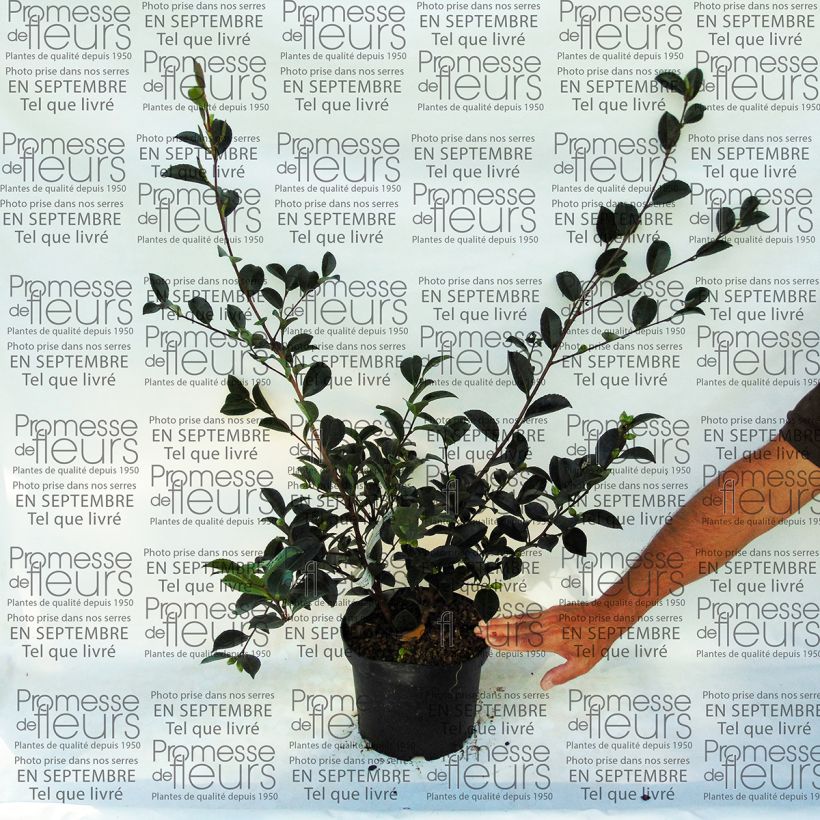 Esempio di esemplare Camellia sasanqua Setsugekka Vaso da 4L/5L come consegnato
