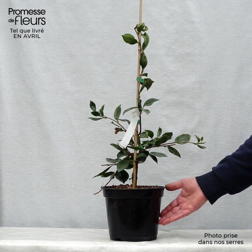 Camellia sasanqua Showa no Sakae Vaso da 4L/5L esemplare consegnato in primavera