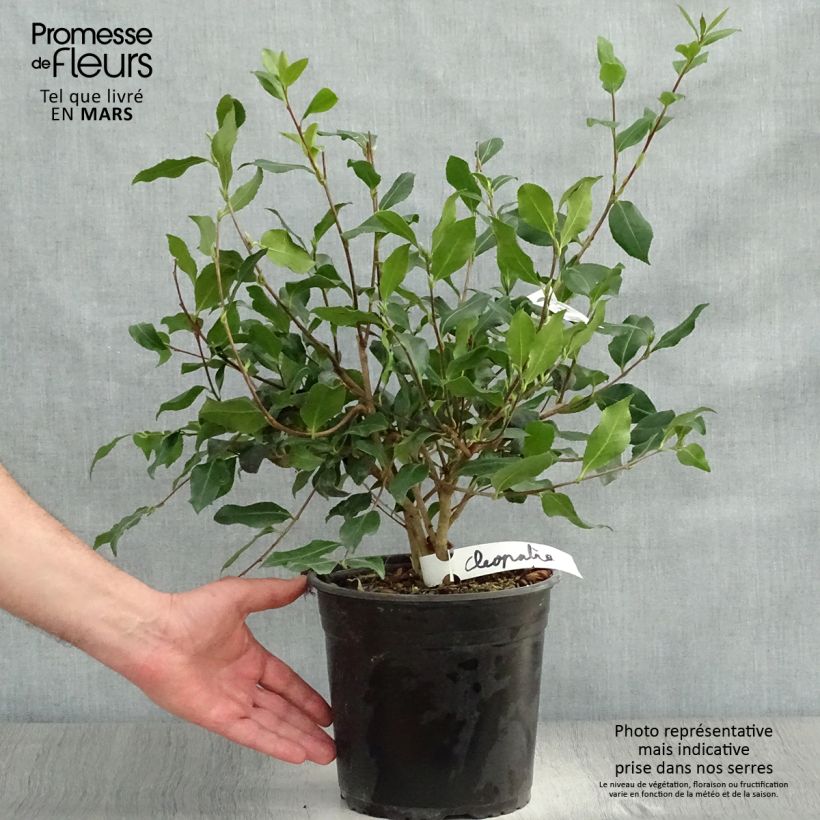 Camellia sasanqua Cleopatra Vaso da 3L/4L esemplare consegnato in primavera