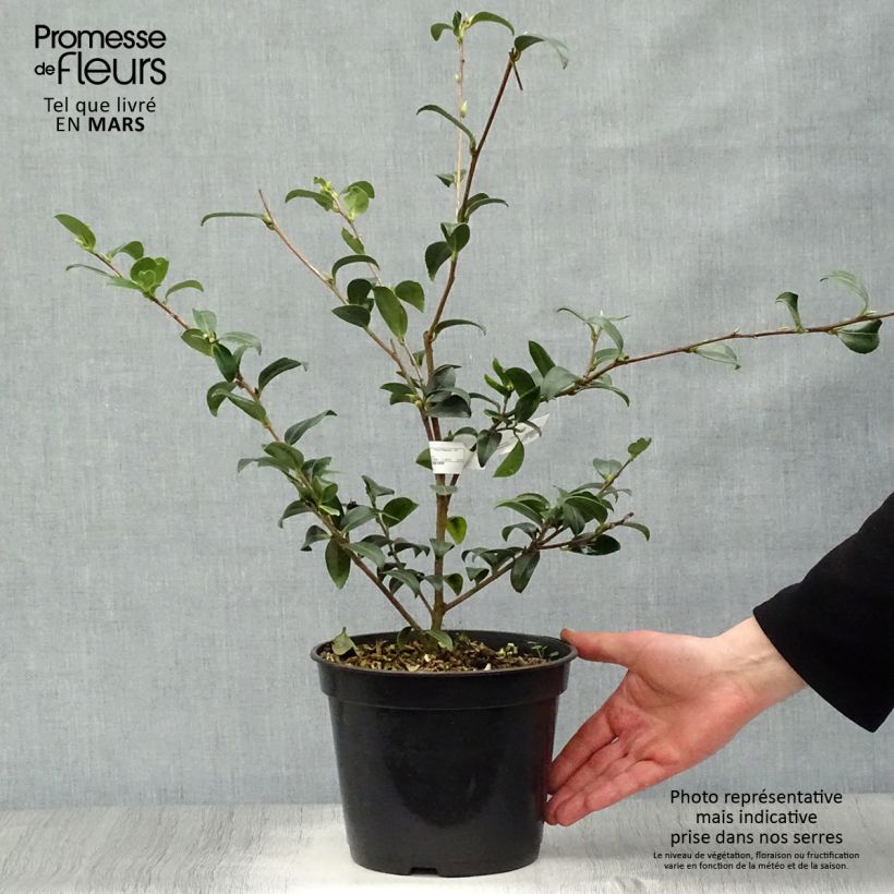 Example of Camellia sasanqua Survivor Vaso da 4L/5L as you get in printemps