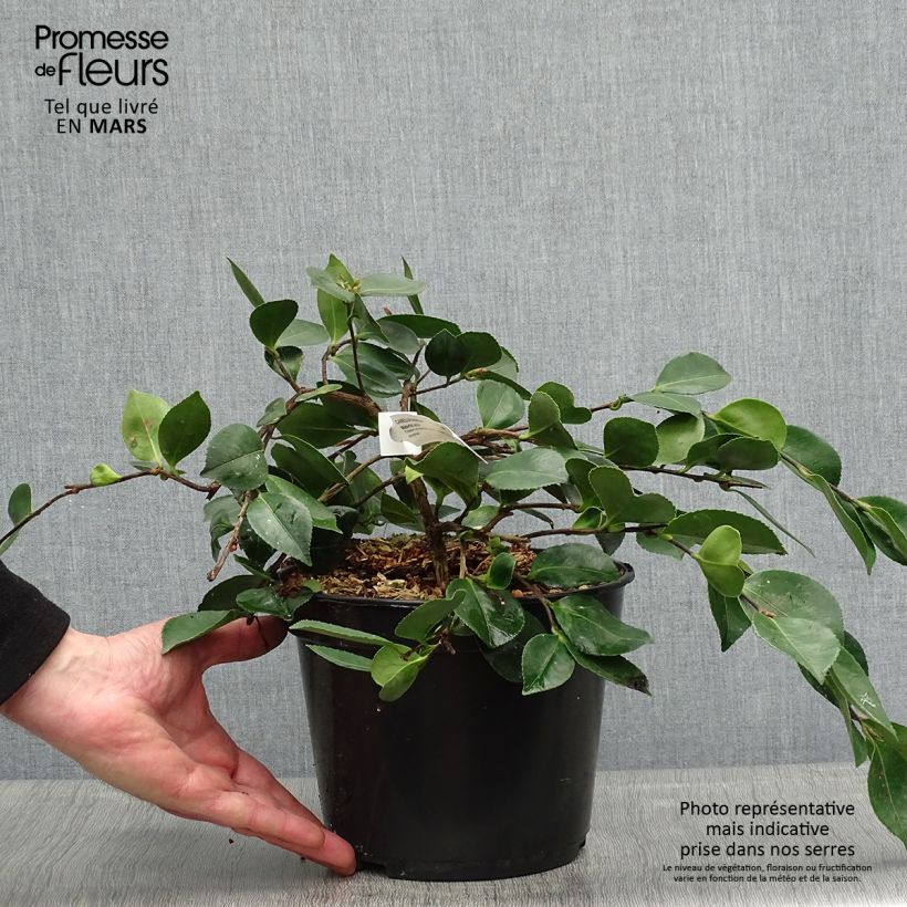 Example of Camellia sasanqua Waterfall White Vaso da 4L/5L as you get in printemps