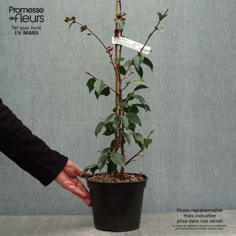 Example of Camellia sasanqua Yume Vaso da 4L/5L as you get in printemps