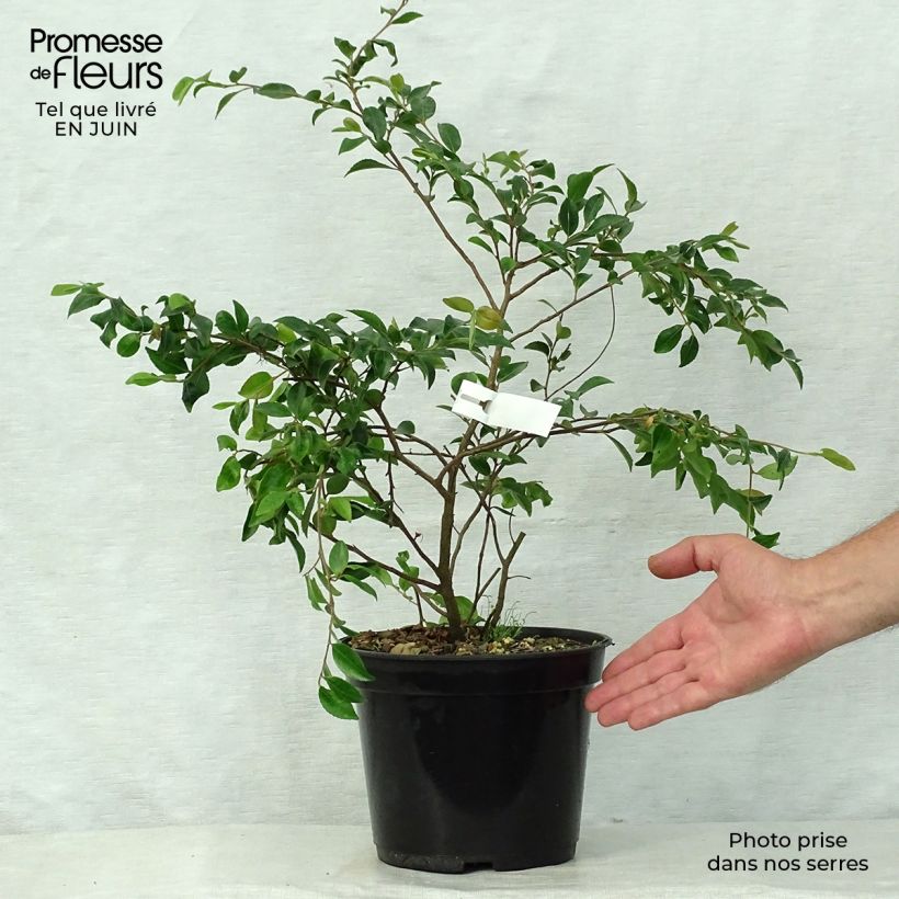 Esemplare di Camellia lutchuensis Vaso da 4L/5L consegnato in estate