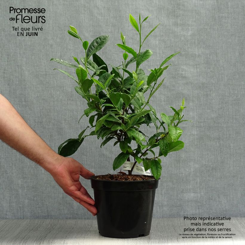 Esemplare di Pianta del tè - Camellia sinensis Vaso da 4L/5L consegnato in estate