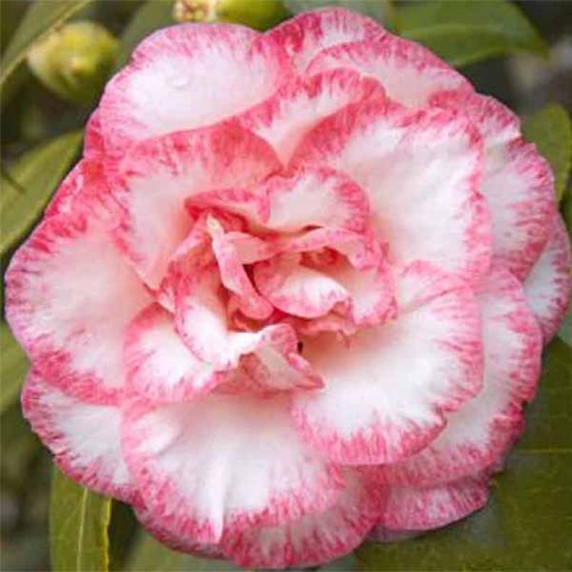 Camellia Betty's Beauty (Flowering)