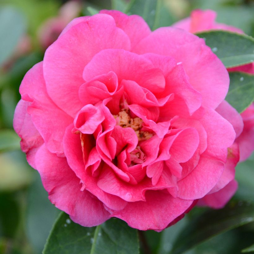 Camellia reticulata Fiesta Grande (Fioritura)