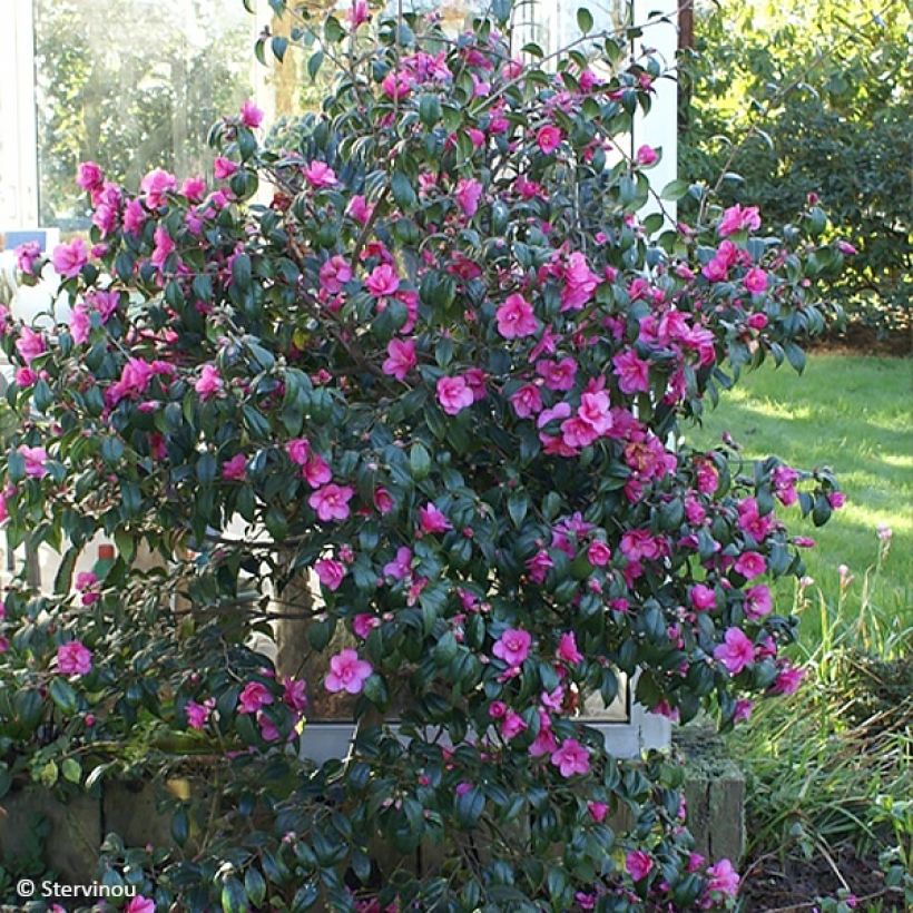 Camellia Gay Baby (Plant habit)