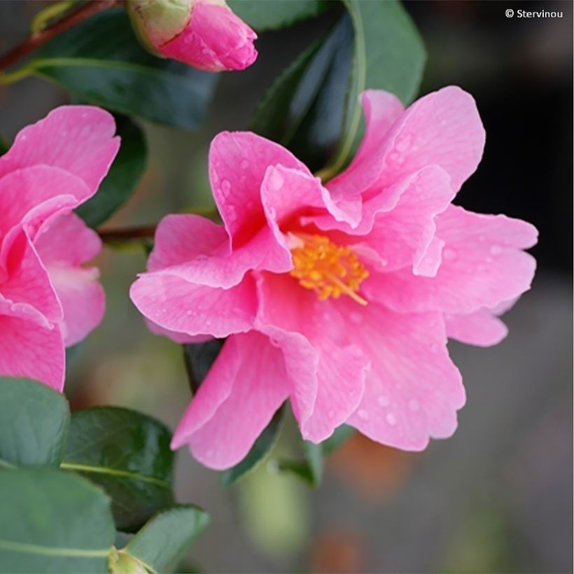 Camellia williamsii Lucky Star (Fioritura)