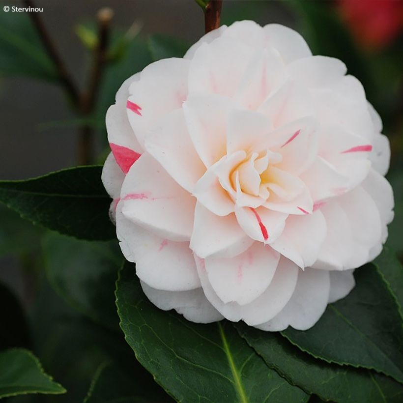 Camellia japonica Stacy Susan (Flowering)