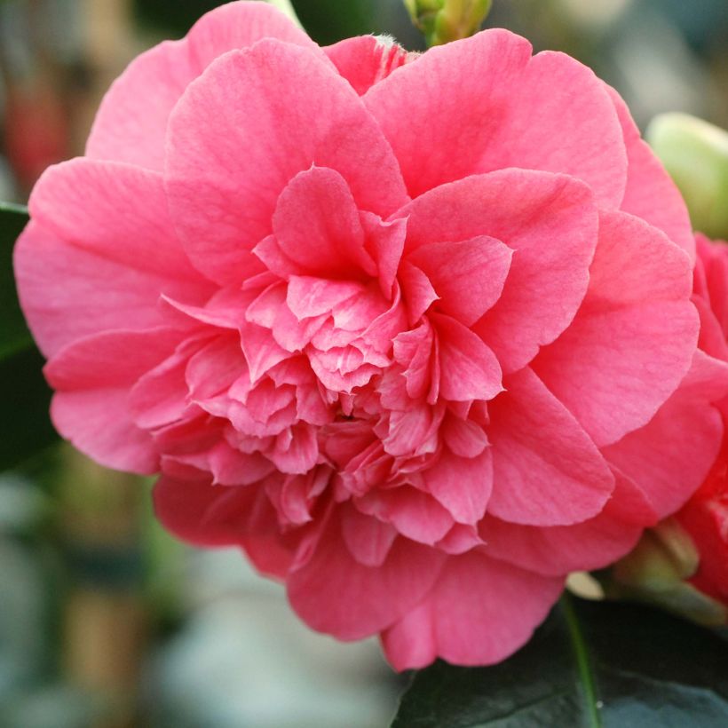 Camellia japonica chandleri Elegans (Flowering)