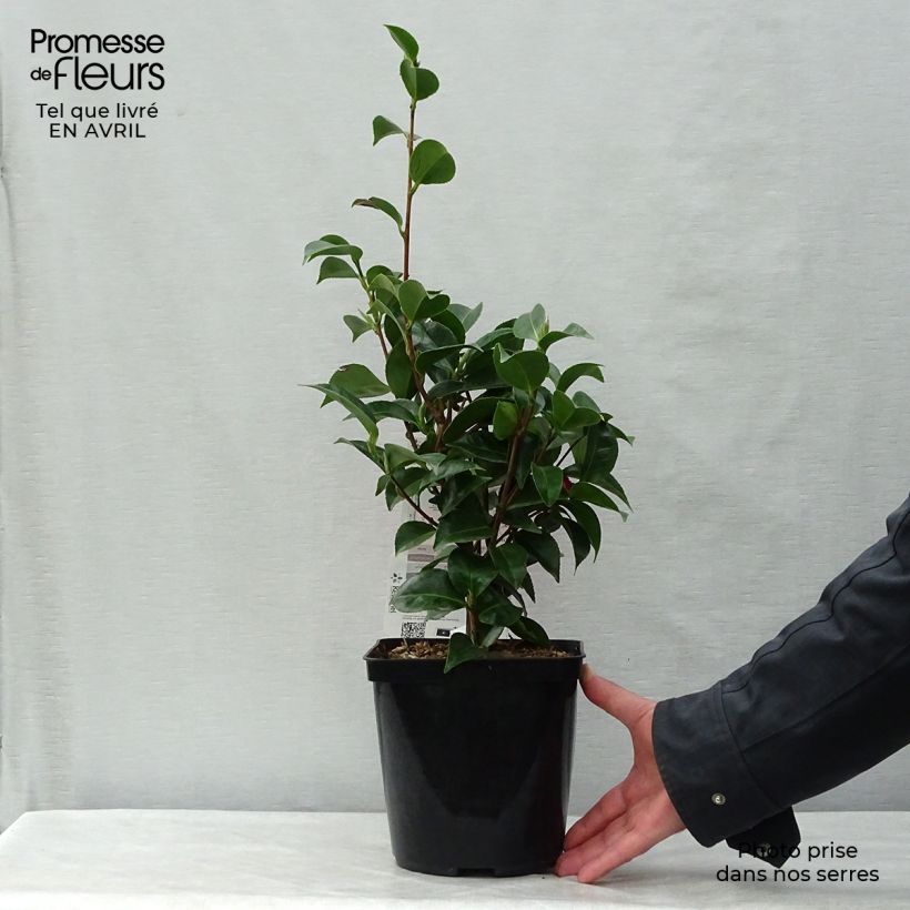 Example of Camellia japonica Roger Hall Vaso da 3L/4L as you get in printemps