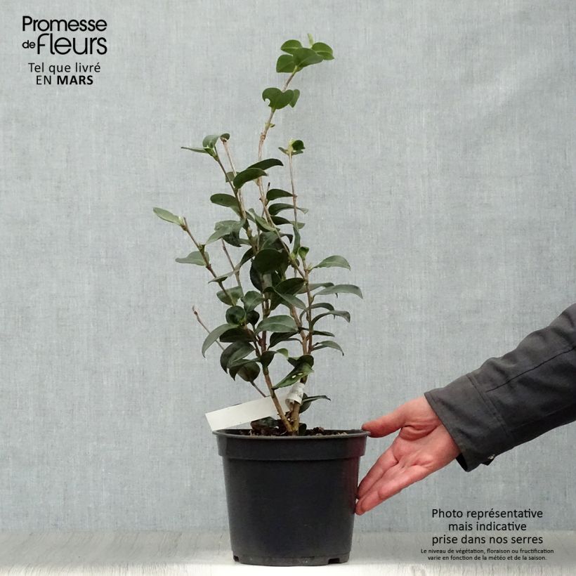 Camellia sasanqua Belinda Vaso da 4L/5L esemplare consegnato in primavera