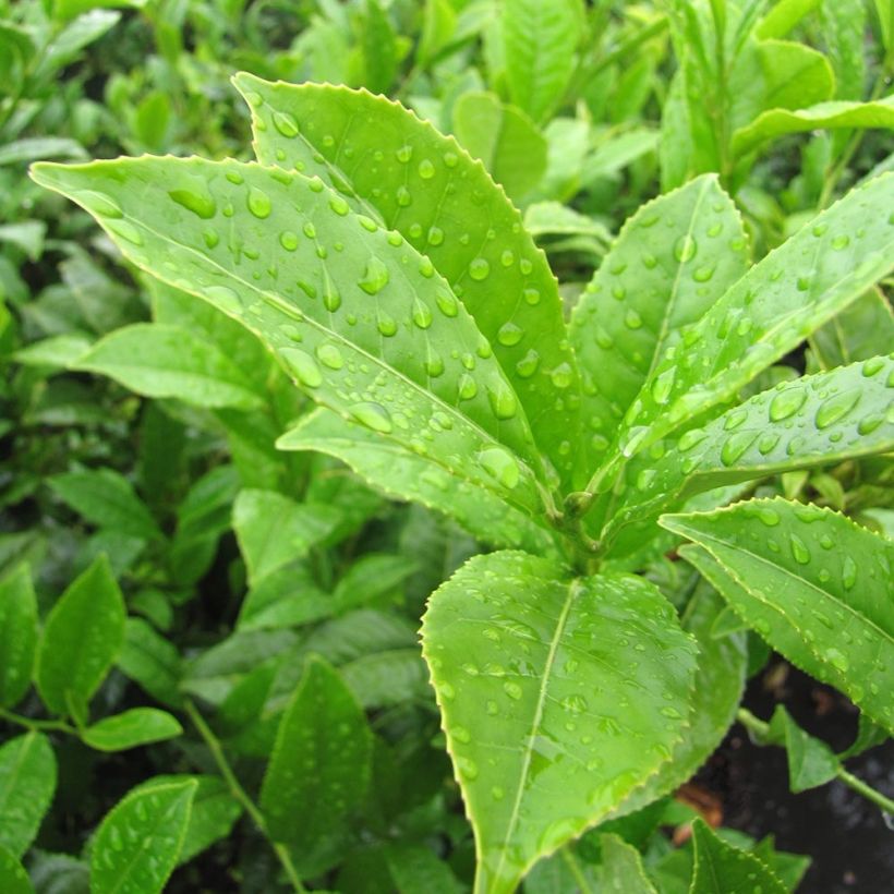 Pianta del tè - Camellia sinensis (Fogliame)