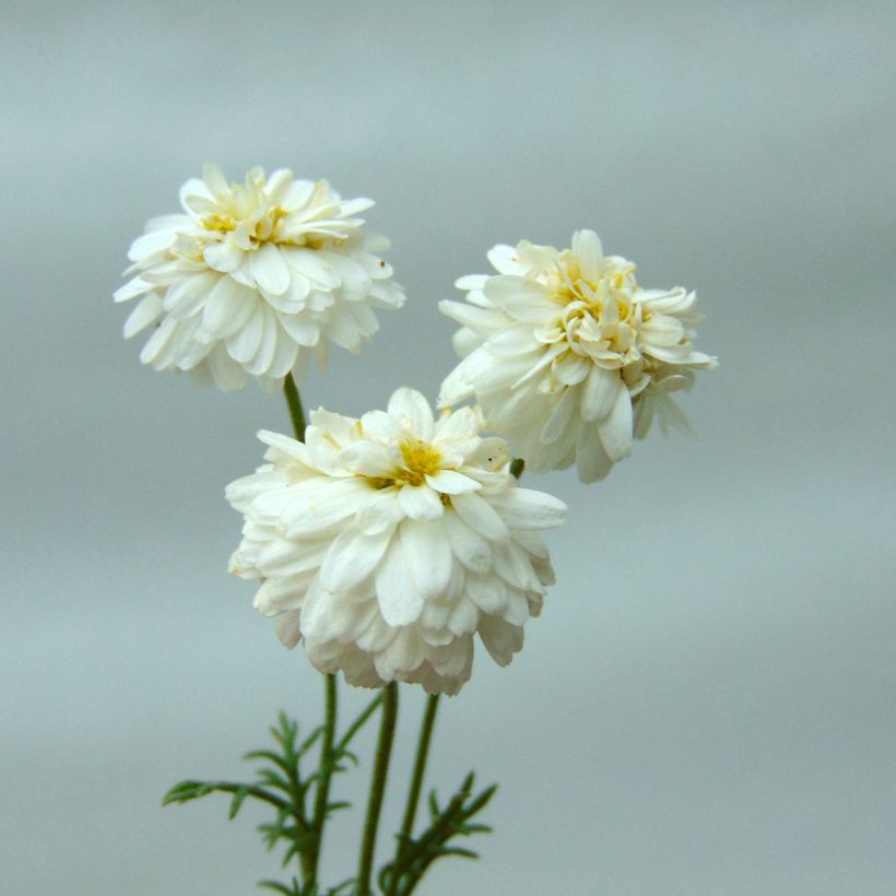 Chamaemelum nobile Treneague - Camomilla romana (Fioritura)