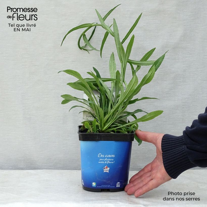 Campanula persicifolia - Campanula con foglie di pesco Vaso da 2L/3L esemplare consegnato in primavera