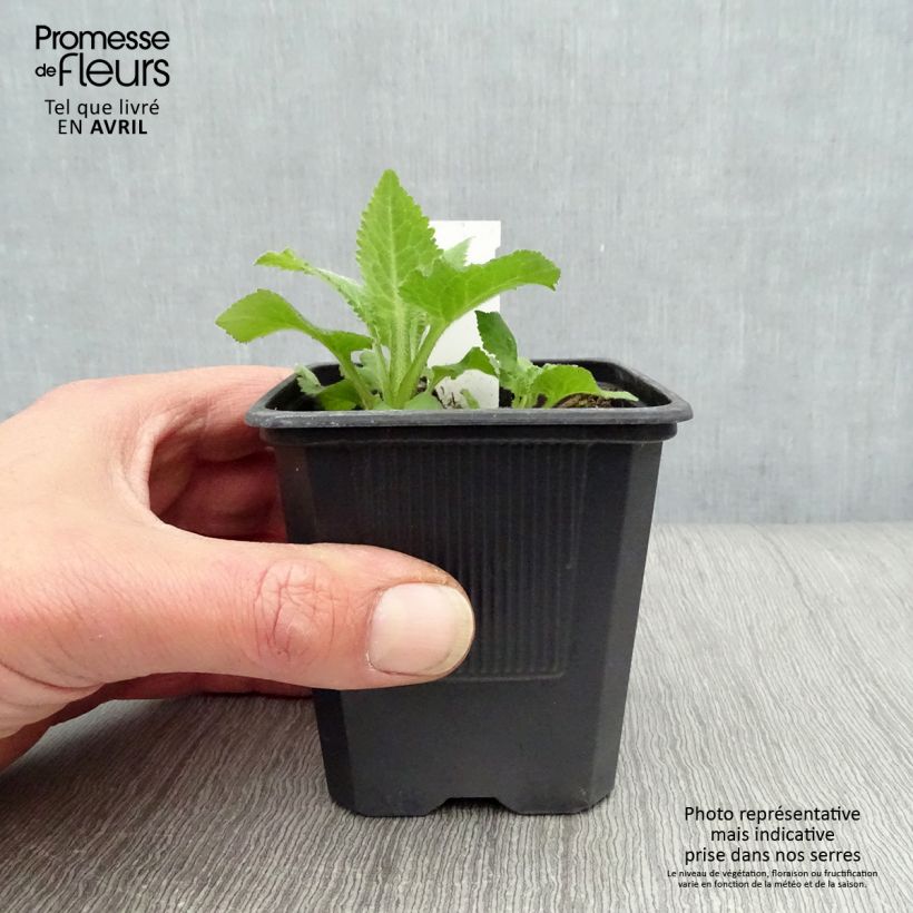 Campanula Sarastro Vasetto da 8/9 cm esemplare consegnato in primavera