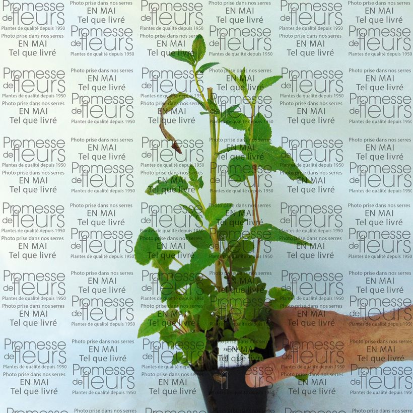 Esempio di esemplare Campanula punctata Wedding Bells Vasetto da 8/9 cm come consegnato