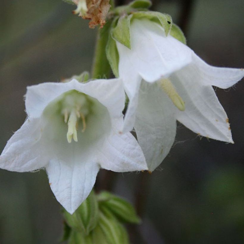 Campanula alliariifolia (Fioritura)
