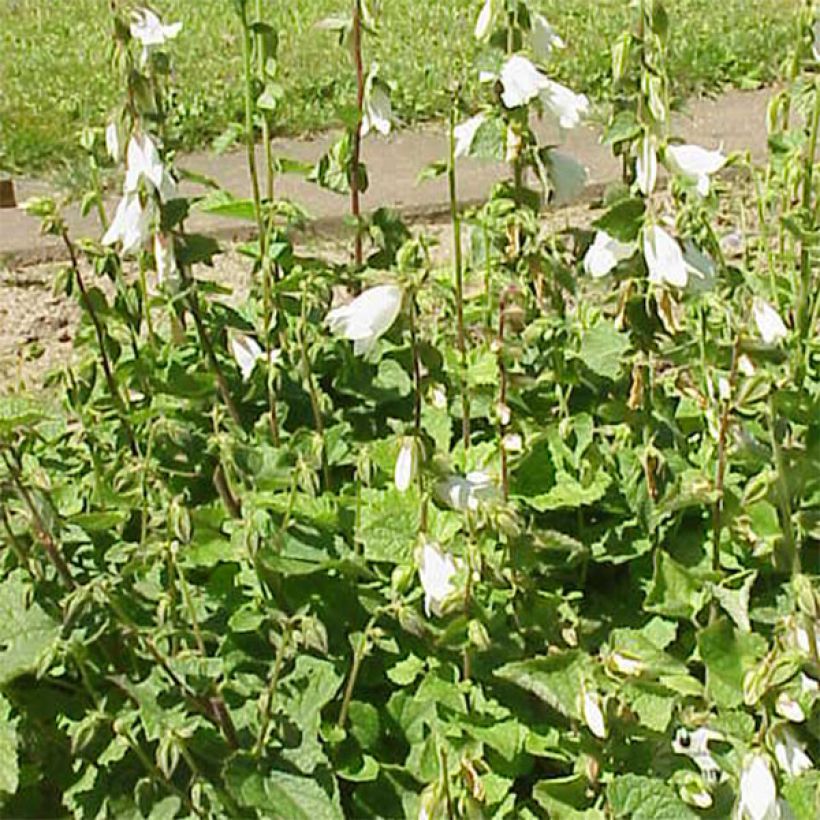 Campanula alliariifolia (Porto)