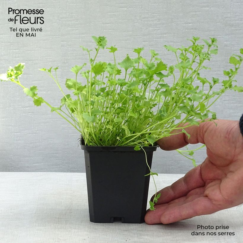 Campanula garganica - Campanula del Gargano Vasetto da 8/9 cm esemplare consegnato in primavera