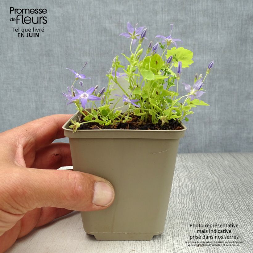 Esemplare di Campanula garganica Dickson's Gold - Campanula del Gargano Vasetto da 8/9 cm consegnato in estate
