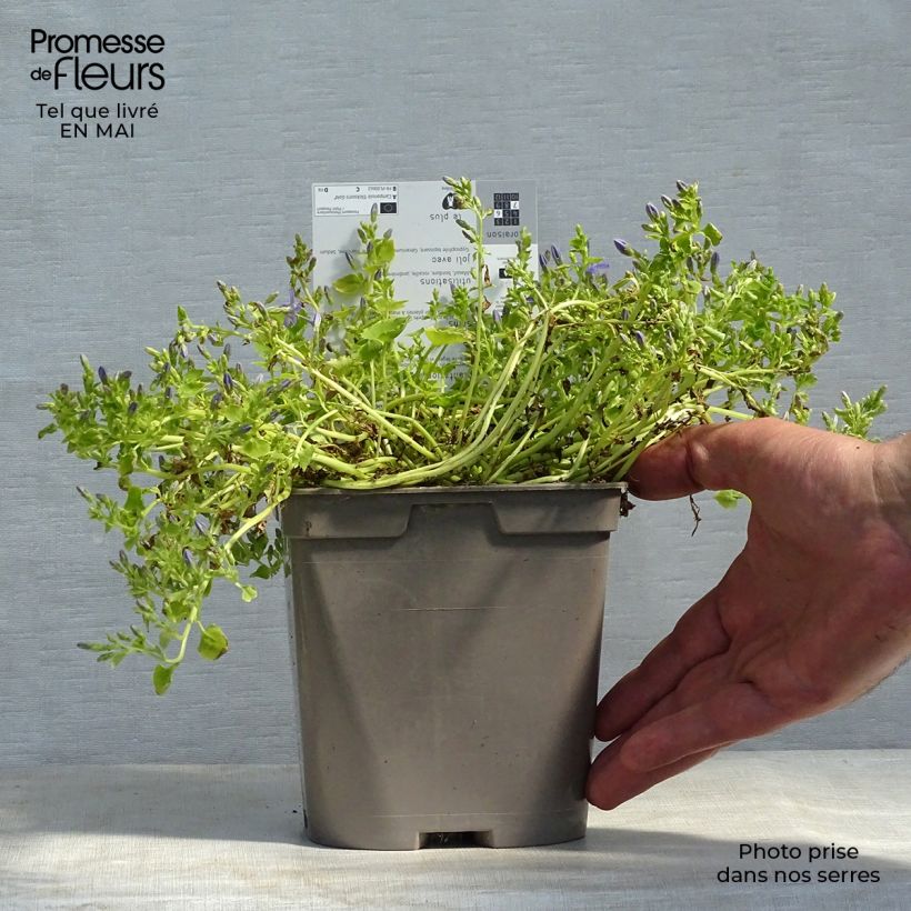 Campanula garganica Dickson's Gold - Campanula del Gargano Vaso da 2L/3L esemplare consegnato in primavera