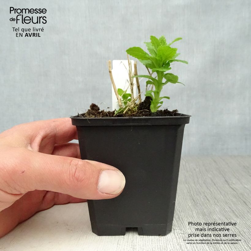 Example of Campanula lactiflora Alba Vasetto da 8/9 cm as you get in printemps