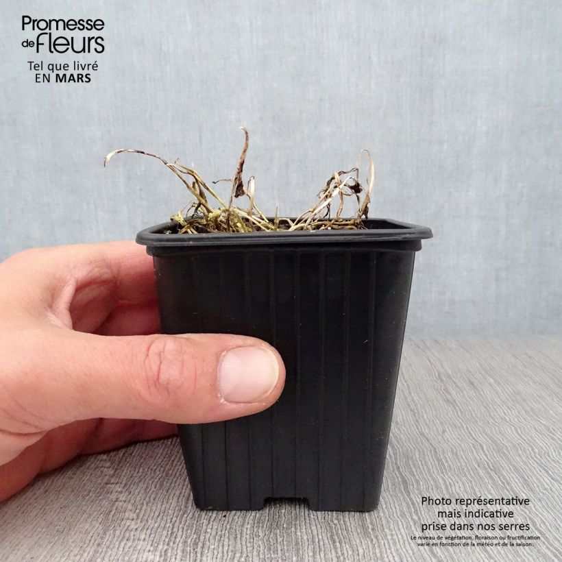 Example of Campanula lactiflora Blue Pouffe Vasetto da 7/8 cm as you get in printemps