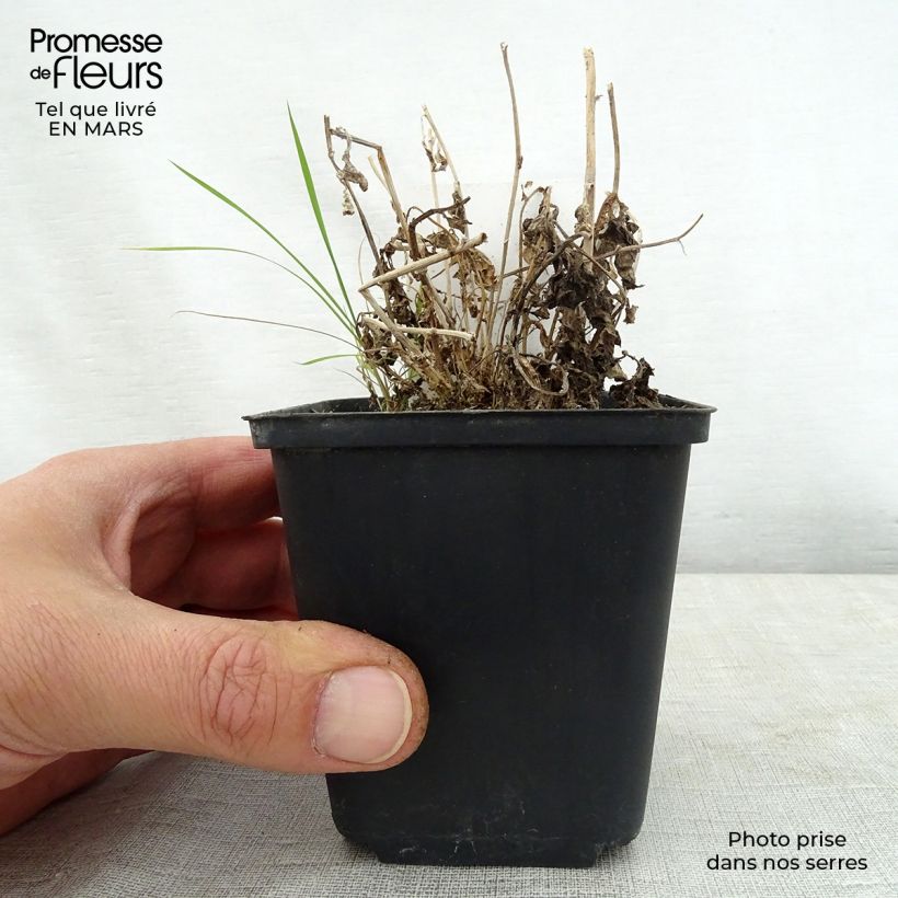 Campanula lactiflora White Pouffe Vasetto da 8/9 cm esemplare consegnato in primavera