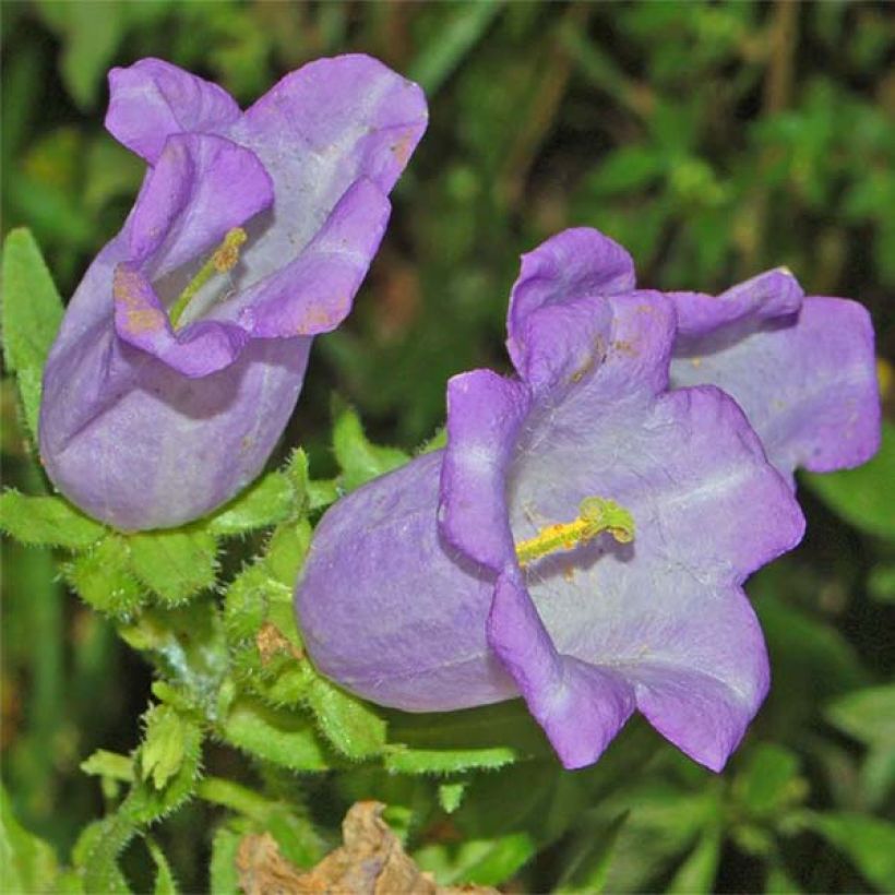 Campanula medium Blue - Campanula toscana (Fioritura)