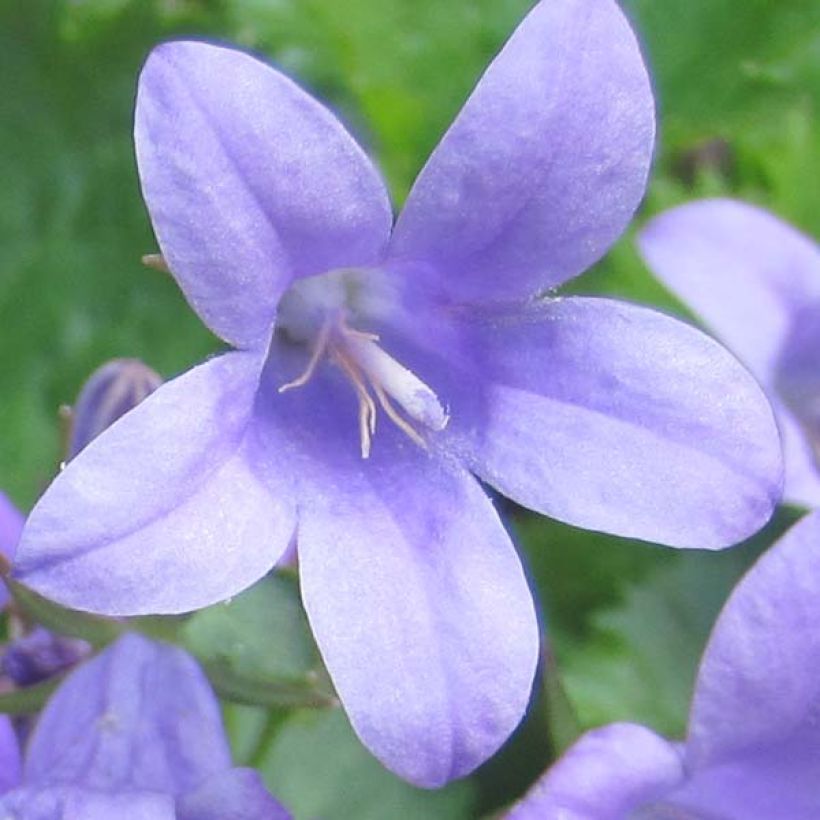 Campanula portenschlagiana - Campanula dalmata (Fioritura)