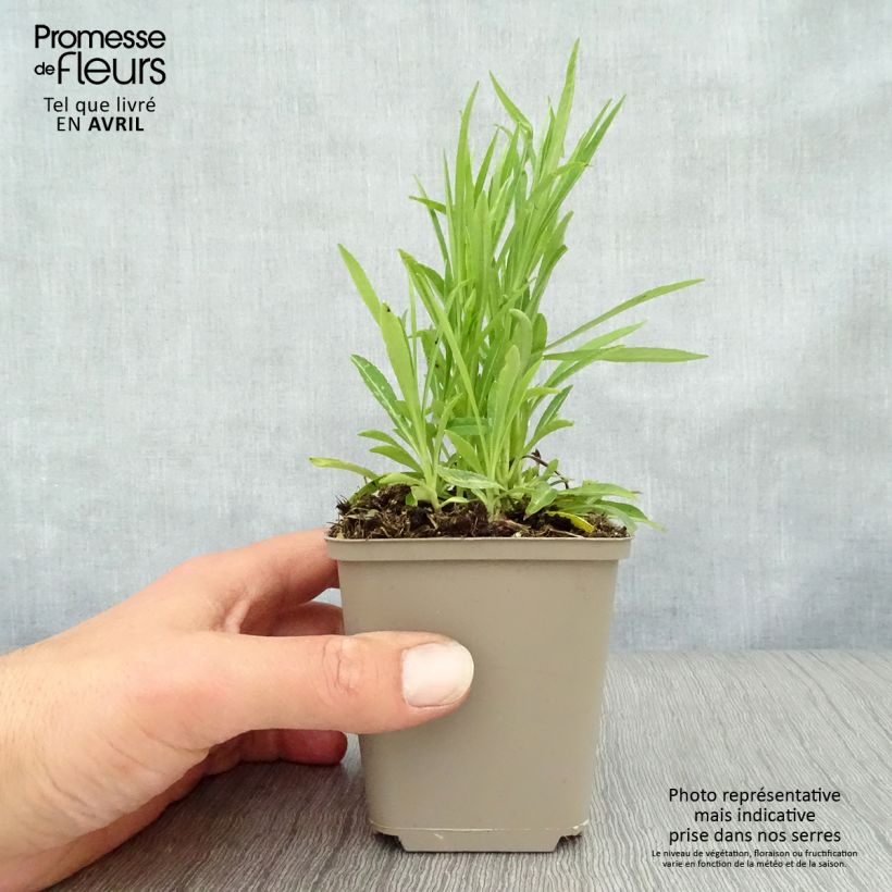 Example of Campanula persicifolia La Bello - Campanula con foglie di pesco Vasetto da 8/9 cm as you get in printemps