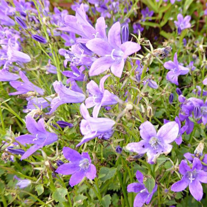 Campanula poscharskyana Resholt Variety - Campanula serba (Flowering)