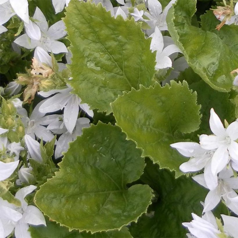 Campanula poscharskyana E.H. Frost - Campanula serba (Foliage)