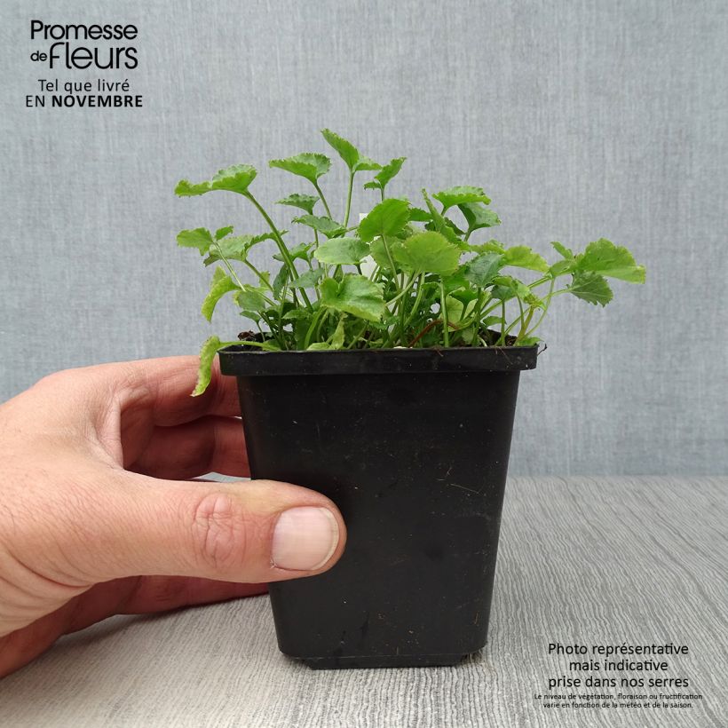 Esemplare di Campanula poscharskyana E.H. Frost - Campanula serba Vasetto da 8/9 cm come consegnato in autunno
