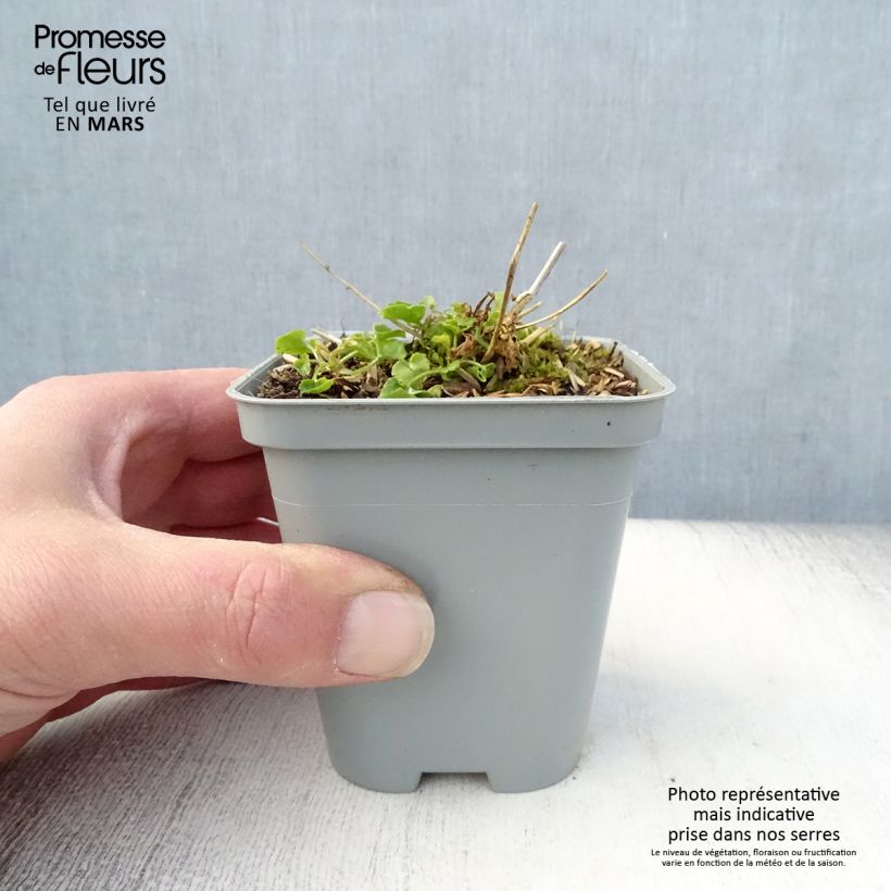 Example of Campanula poscharskyana E.H. Frost - Campanula serba Vasetto da 8/9 cm as you get in printemps