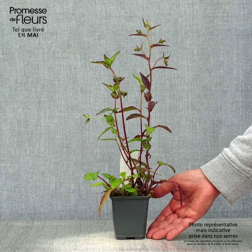 Campanula punctata Rubriflora Vasetto da 8/9 cm esemplare consegnato in primavera