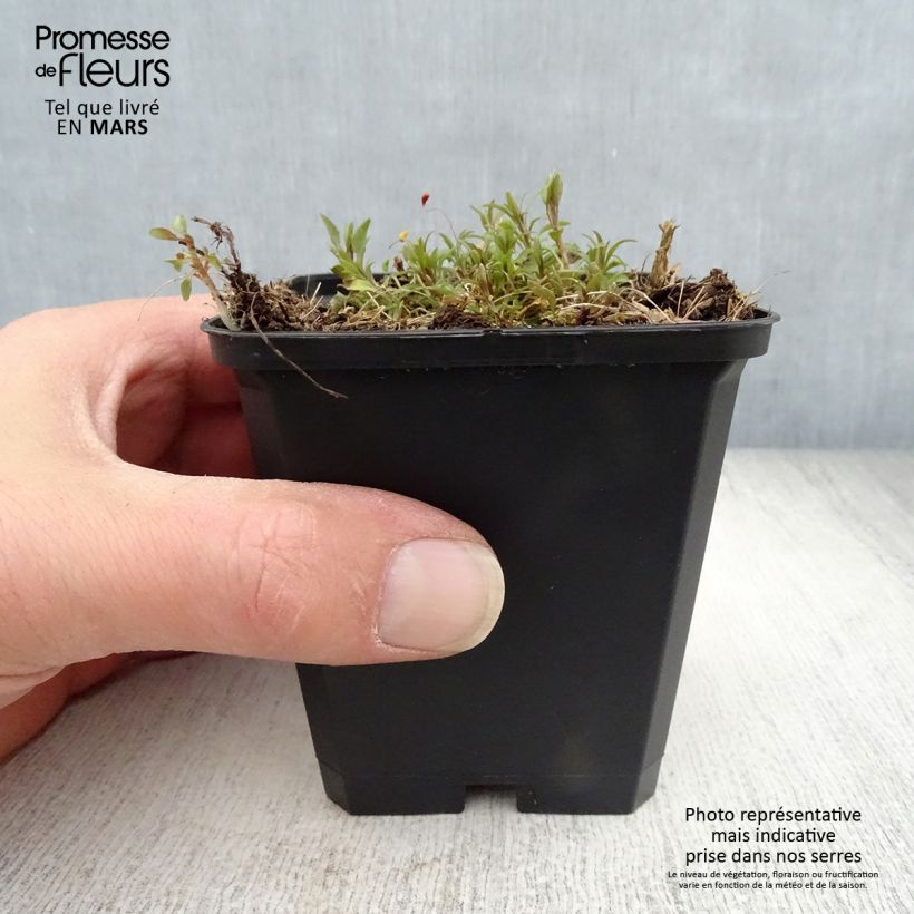 Campanula rotundifolia - Campanula soldanella Vasetto da 8/9 cm esemplare consegnato in primavera