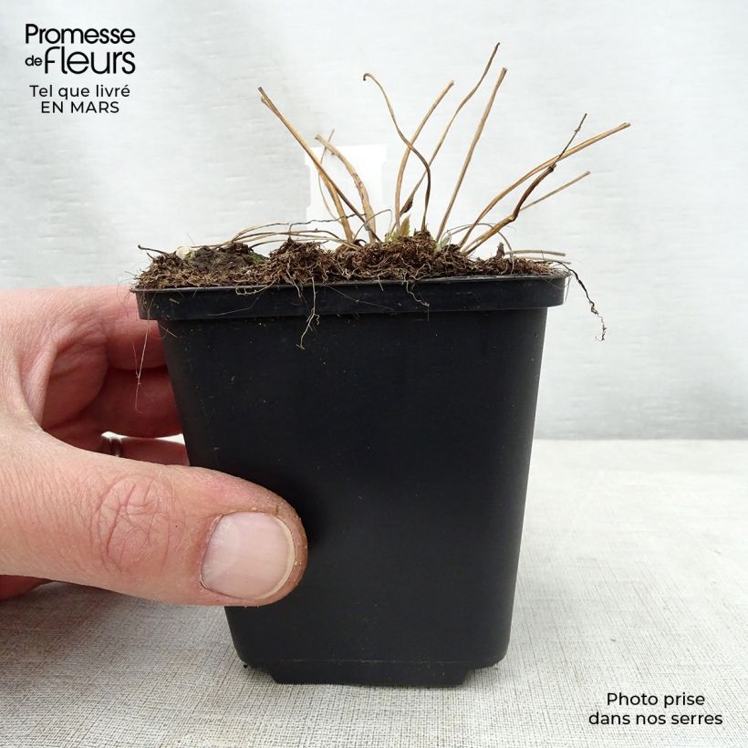 Campanula trachelium Bernice - Campanula selvatica Vasetto da 8/9 cm esemplare consegnato in primavera